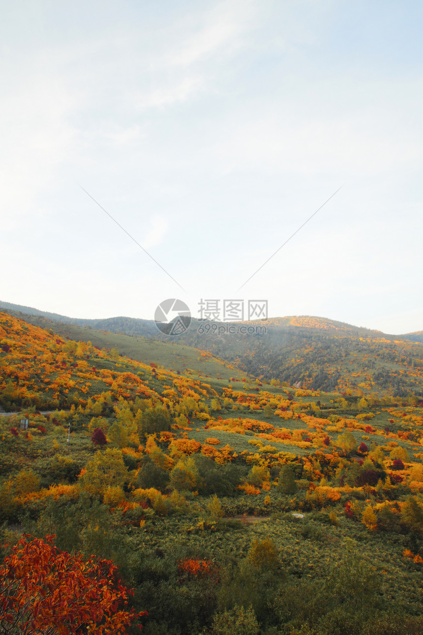 哈奇曼泰的多彩叶子树叶木头森林植物黄色季节性地平线蓝天路线旅游图片