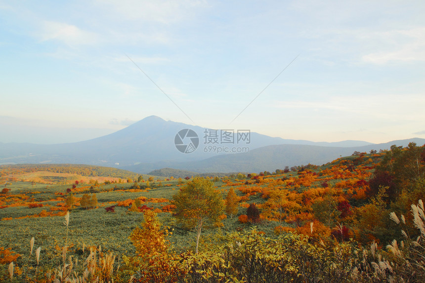 哈奇曼泰的多彩叶子地平线路线黄色树叶旅游木头季节性森林蓝天植物图片