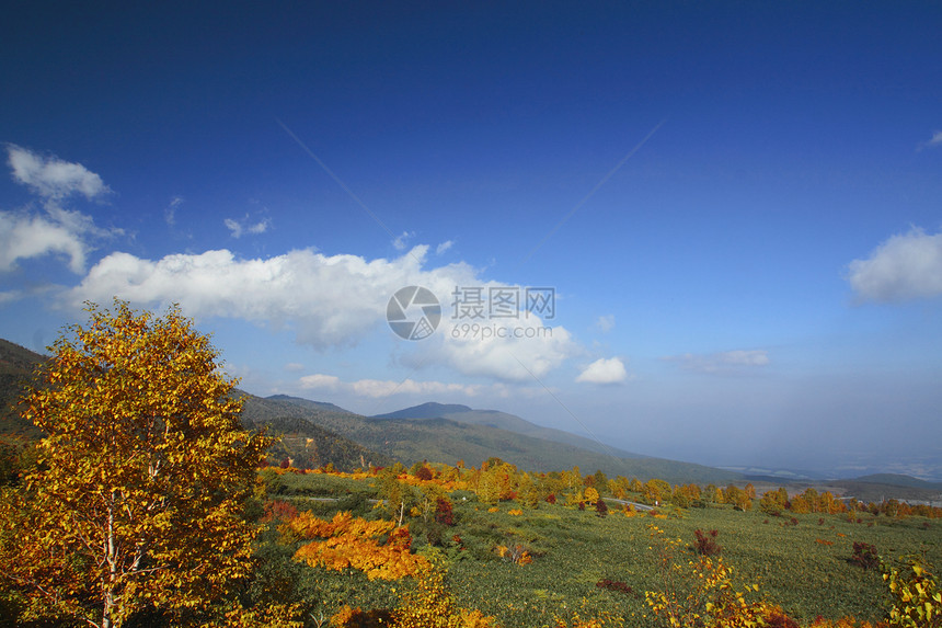 哈奇曼泰的多彩叶子季节性地平线树叶旅游黄色路线森林木头蓝天植物图片