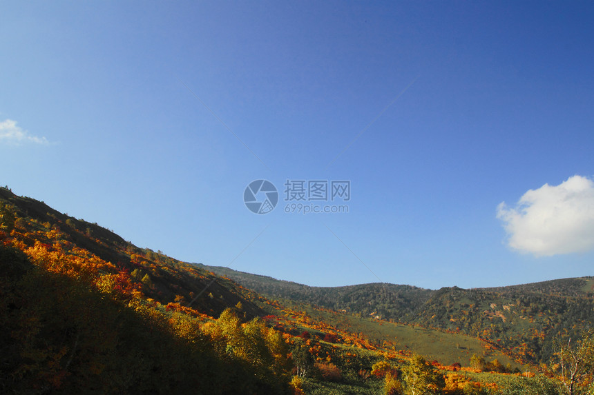 哈奇曼泰的多彩叶子树叶森林路线蓝天木头植物旅游黄色季节性图片