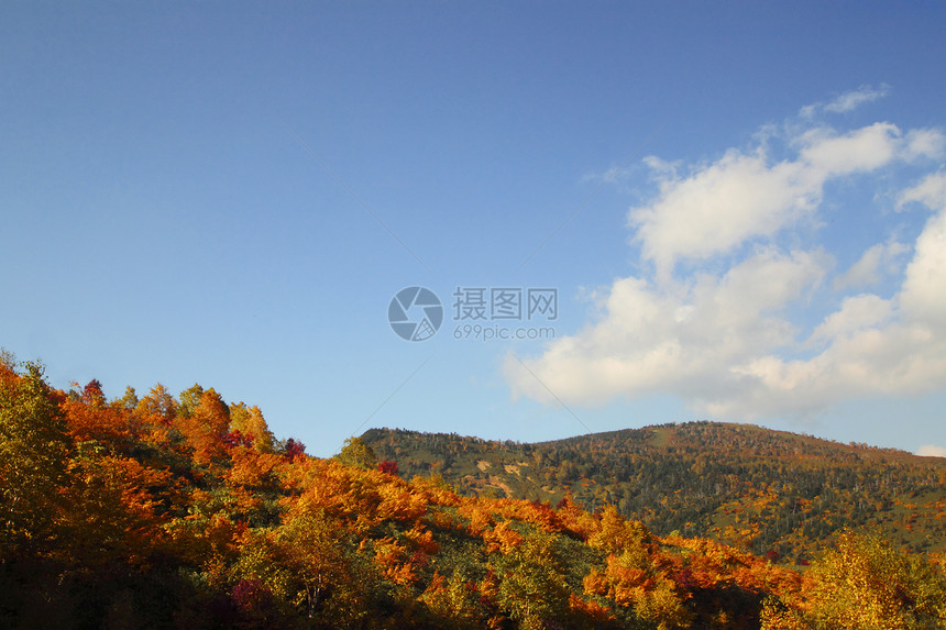 哈奇曼泰的多彩叶子植物季节性树叶黄色蓝天森林旅游木头路线图片