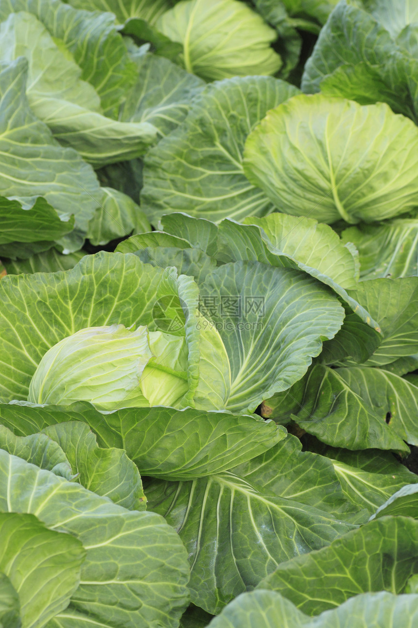 实地的白菜农业叶子饮食绿色食物植物图片