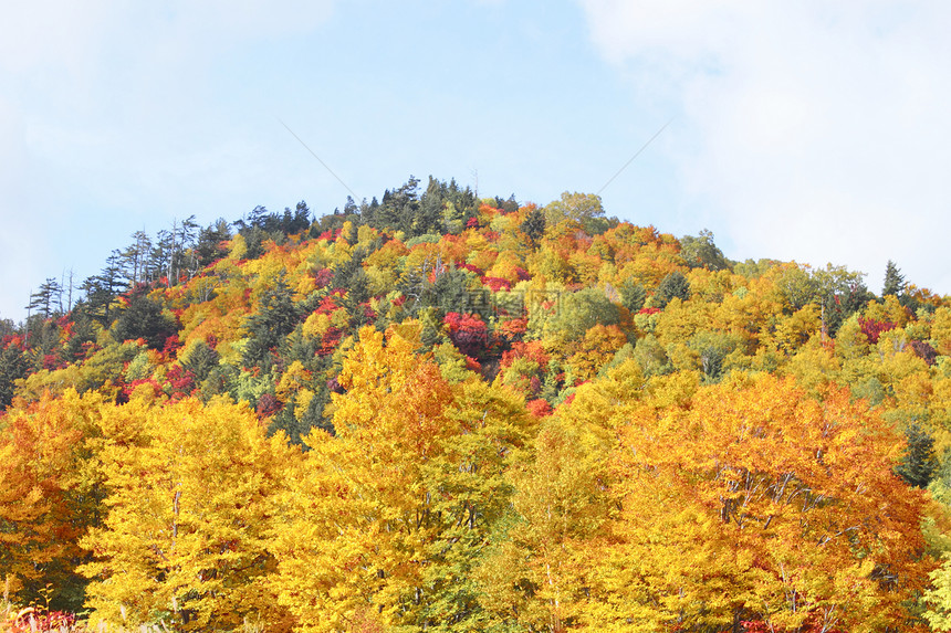 哈奇曼泰的多彩叶子木头地平线旅游植物森林黄色树叶季节性蓝天图片