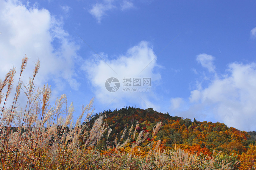 哈奇曼泰的多彩叶子树叶地平线植物季节性蓝天森林黄色木头旅游图片