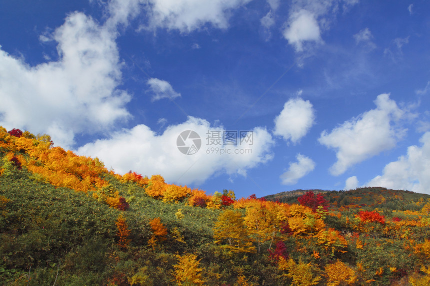 哈奇曼泰的多彩叶子树叶黄色蓝天植物旅游森林木头地平线季节性图片