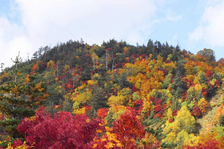 哈奇曼泰的多彩叶子旅游季节性黄色蓝天植物地平线树叶森林木头图片