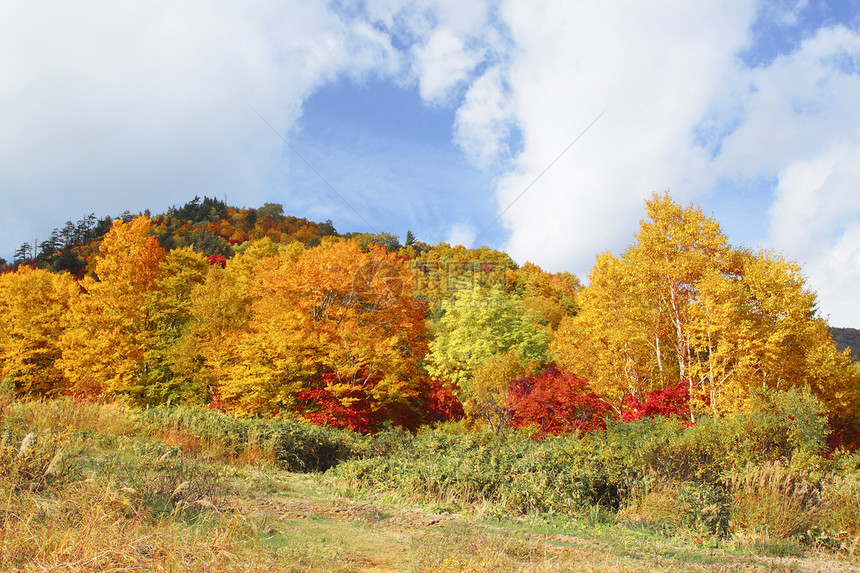 哈奇曼泰的多彩叶子植物森林木头地平线旅游树叶蓝天黄色季节性图片