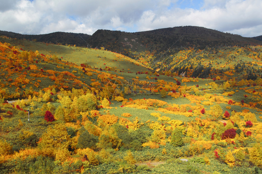 哈奇曼泰的多彩叶子森林黄色木头树叶地平线植物蓝天旅游季节性图片