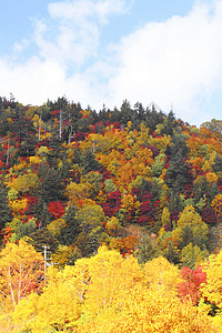 八幡平哈奇曼泰的多彩叶子季节性蓝天植物黄色地平线木头树叶森林旅游背景