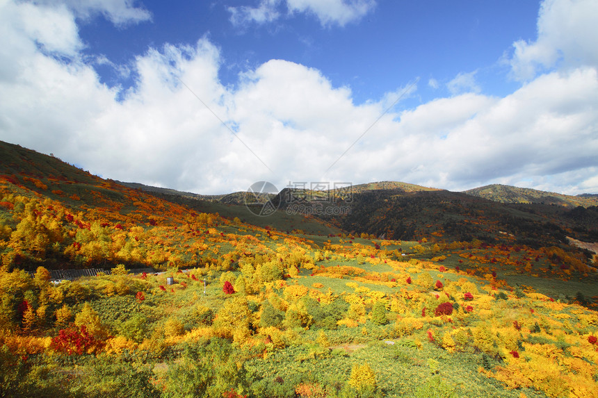 哈奇曼泰的多彩叶子森林季节性树叶黄色植物木头地平线蓝天旅游图片
