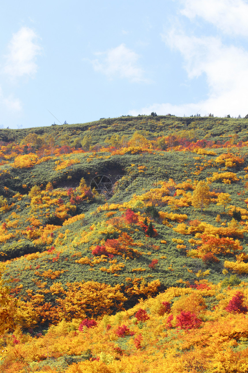 哈奇曼泰的多彩叶子季节性地平线蓝天森林树叶木头植物黄色旅游图片