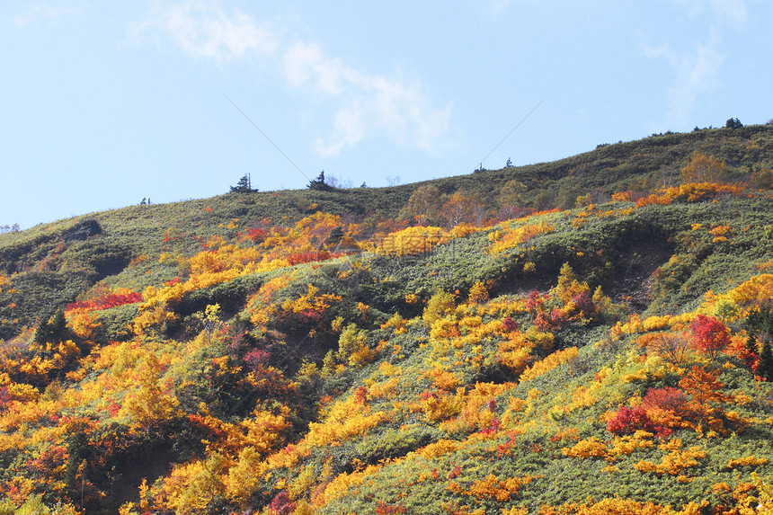 哈奇曼泰的多彩叶子季节性旅游植物树叶地平线蓝天森林黄色木头图片