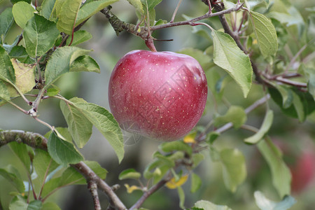 苹果树枝素材苹果树枝上的红苹果叶子植物甜点水果食物果汁绿色红色农业花园背景