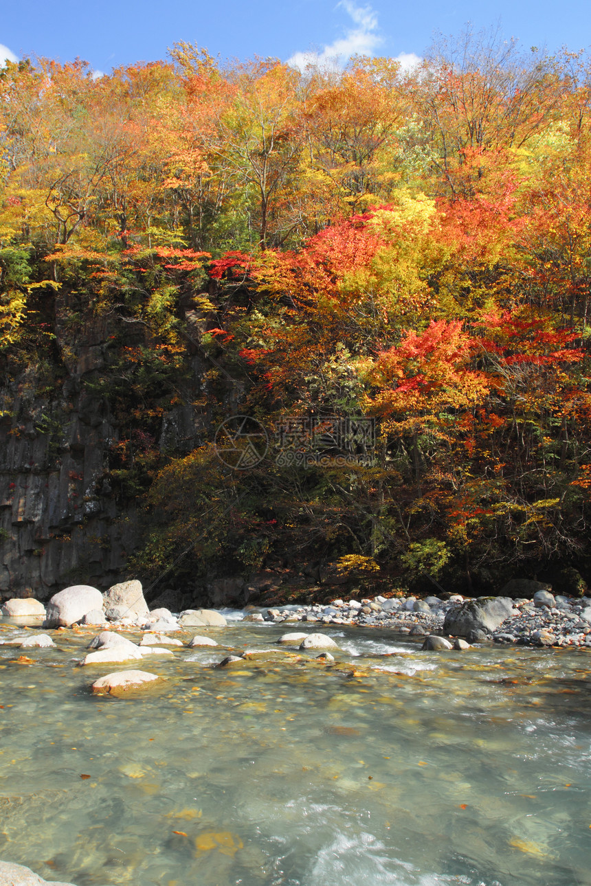 松川谷的多彩树叶溪流旅游木头黄色季节性植物地平线森林图片