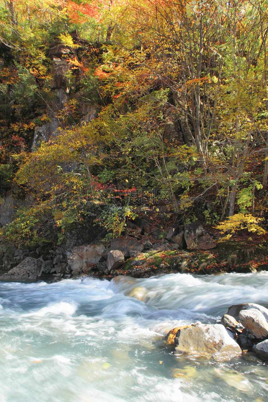 松川谷的多彩树叶森林旅游黄色地平线溪流植物木头季节性图片