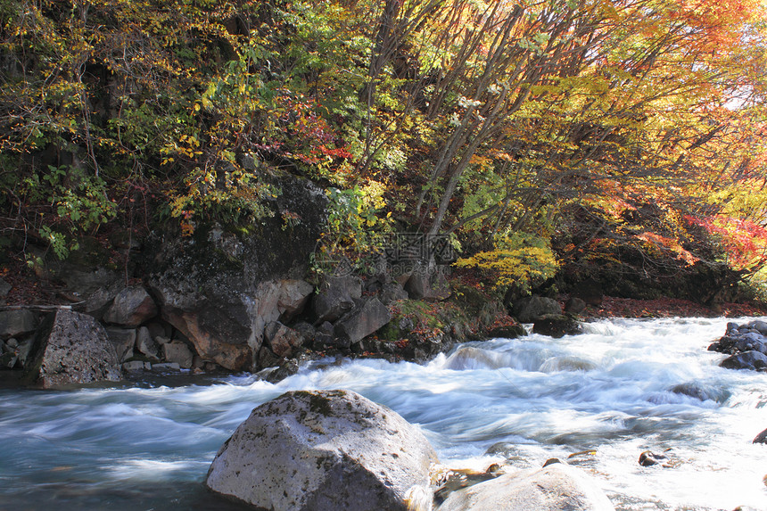松川谷的多彩树叶黄色木头森林地平线植物溪流旅游季节性图片