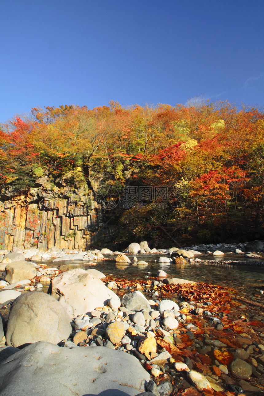 松川谷的多彩树叶地平线旅游木头森林植物黄色溪流季节性图片