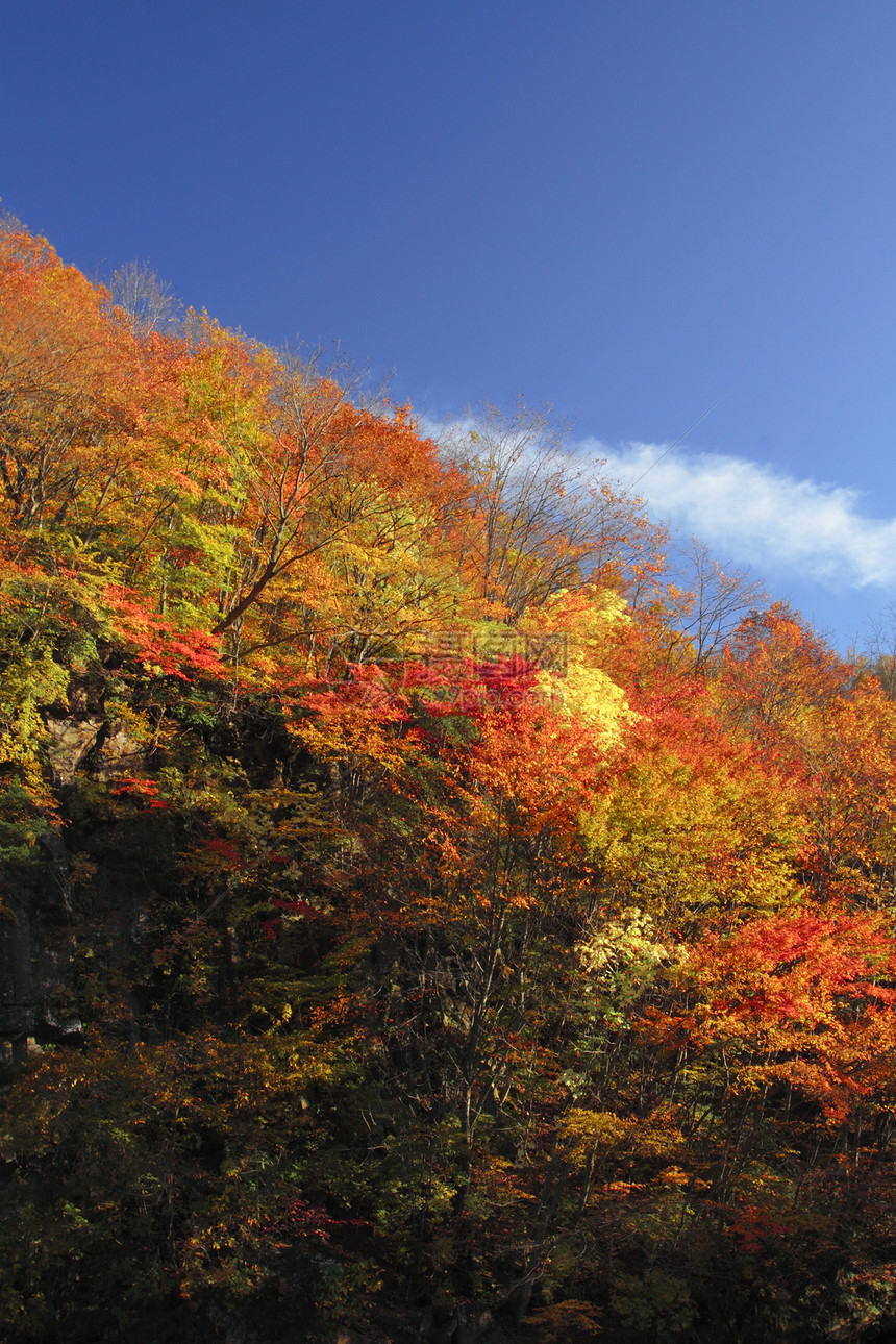 松川谷的多彩树叶旅游森林地平线黄色溪流木头植物季节性图片