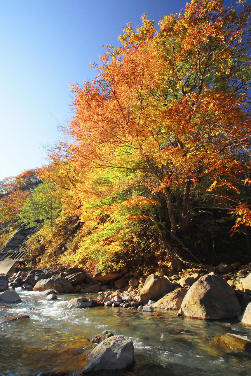 松川谷的多彩树叶季节性溪流旅游木头植物地平线森林黄色图片