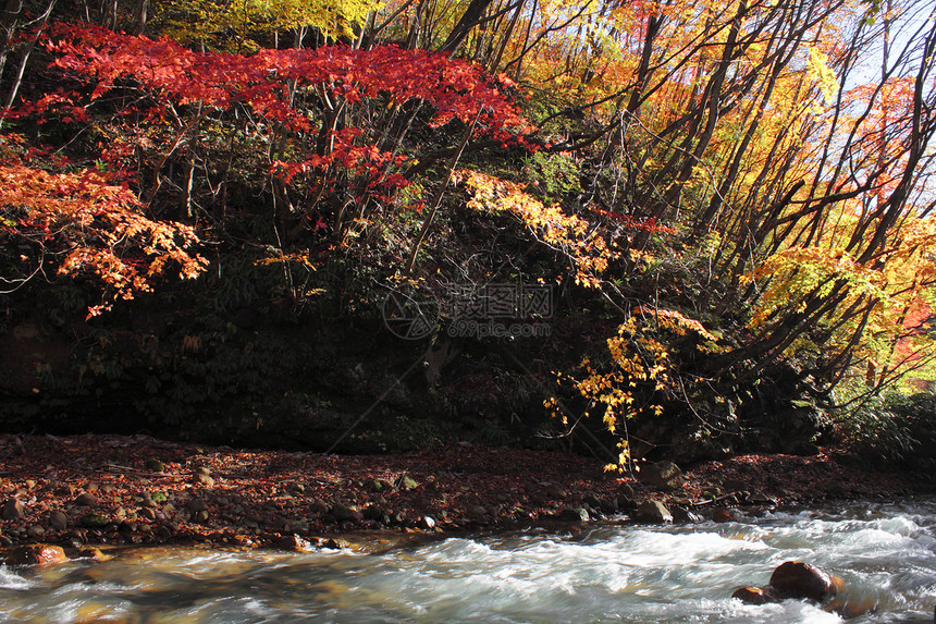 松川谷的多彩树叶旅游木头黄色森林溪流地平线植物季节性图片