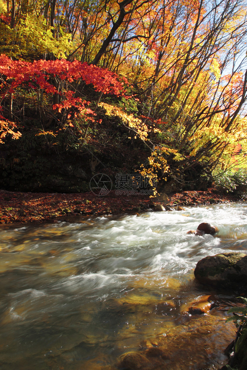 松川谷的多彩树叶黄色溪流旅游木头森林植物地平线季节性图片