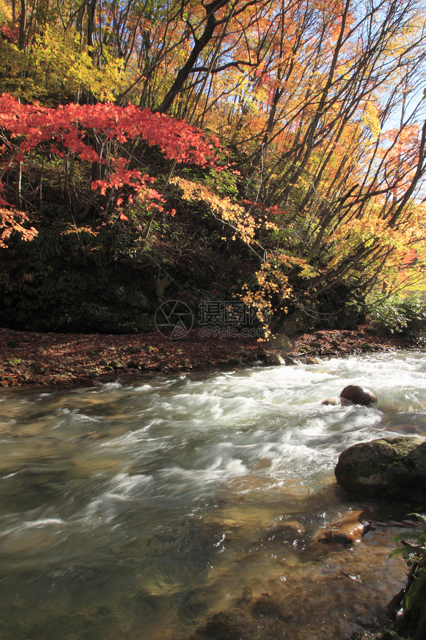 松川谷的多彩树叶地平线旅游季节性植物森林黄色木头溪流图片