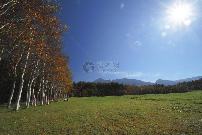 彩色叶子和伊瓦特山树叶森林植物黄色木头旅游地平线季节性图片