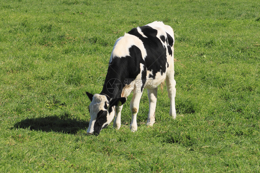 奶牛水平绿色农场农业黑与白场地动物图片
