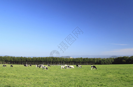 牛田中的牛蓝色蓝天水平天空农业农场场地绿色黑与白动物背景图片