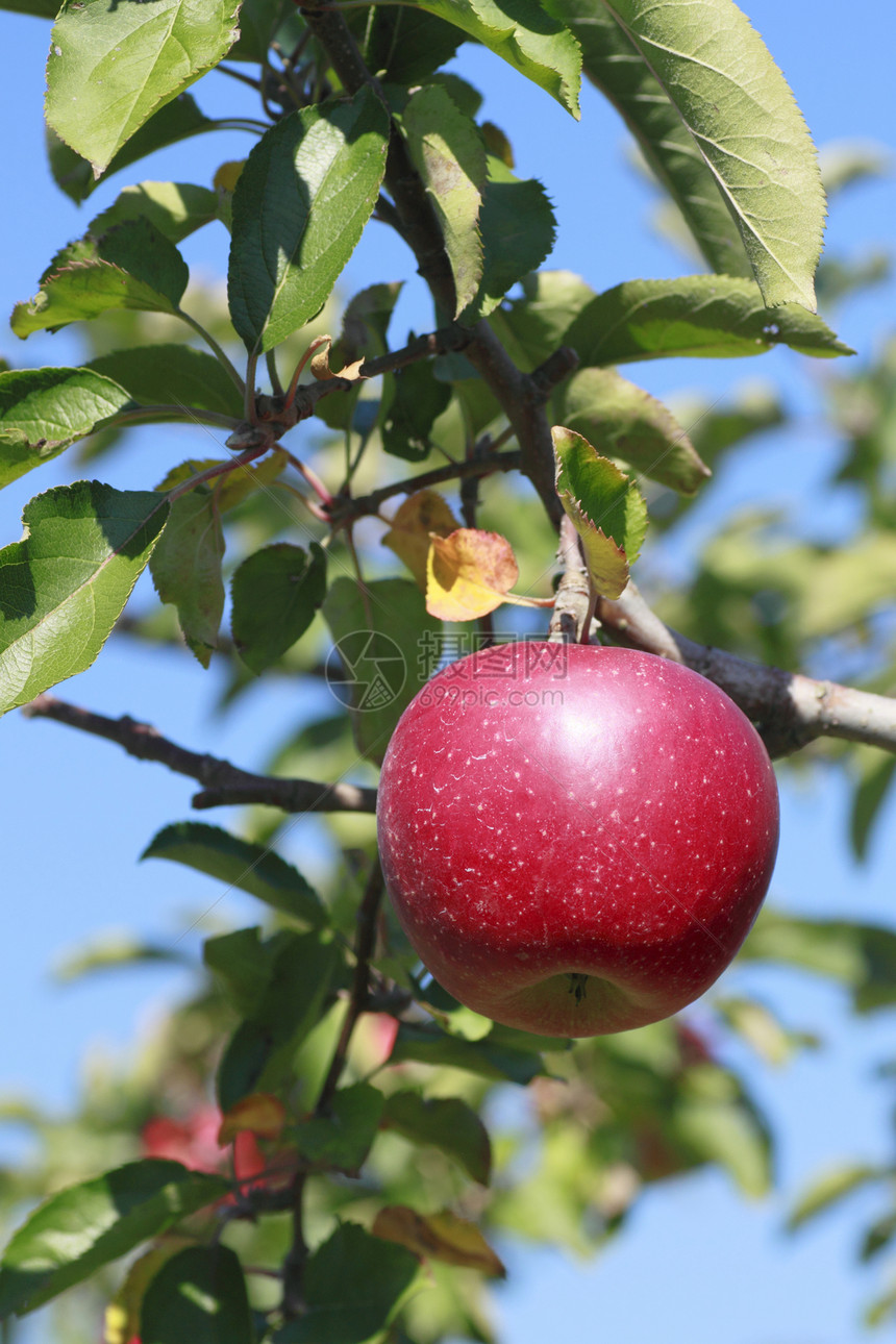 苹果树枝上的红苹果叶子红色农业蓝天水果食物果汁甜点绿色花园图片