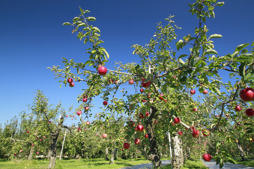 苹果树枝上的红苹果花园果汁红色甜点植物水果绿色蓝天食物农业图片