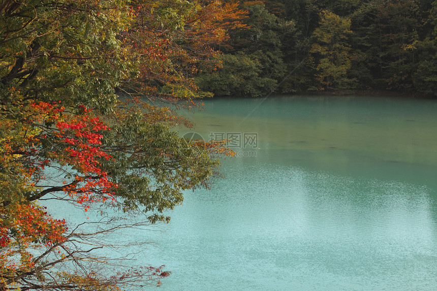 秋叶和秋叶颜色溪流绿色森林叶子红色黄色树木季节季节性图片