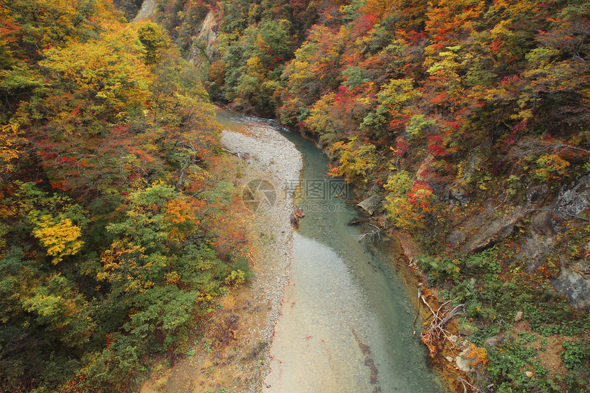 秋叶和秋叶颜色季节黄色树木红色溪流叶子季节性森林绿色图片