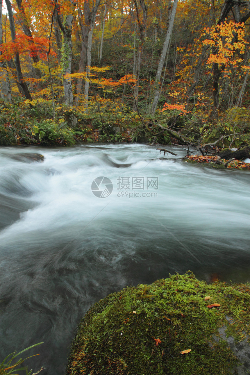 Oirase河秋光颜色瀑布季节溪流岩石公园石头叶子苔藓橙子企流图片