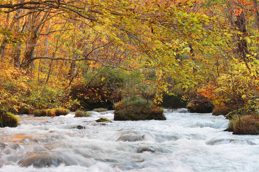 Oirase河秋光颜色溪流苔藓瀑布岩石石头季节叶子橙子公园企流图片