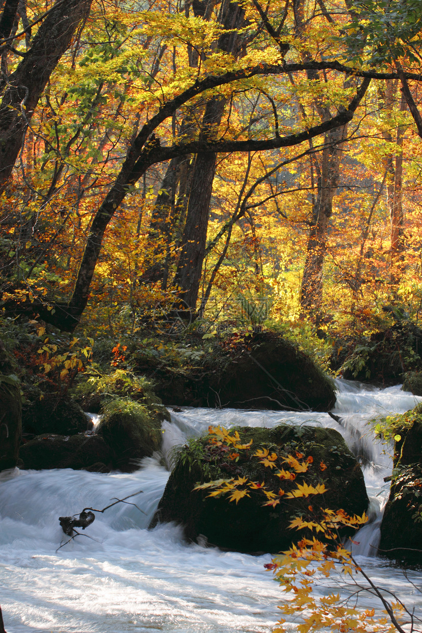 Oirase河秋光颜色叶子企流橙子公园石头苔藓瀑布岩石季节溪流图片