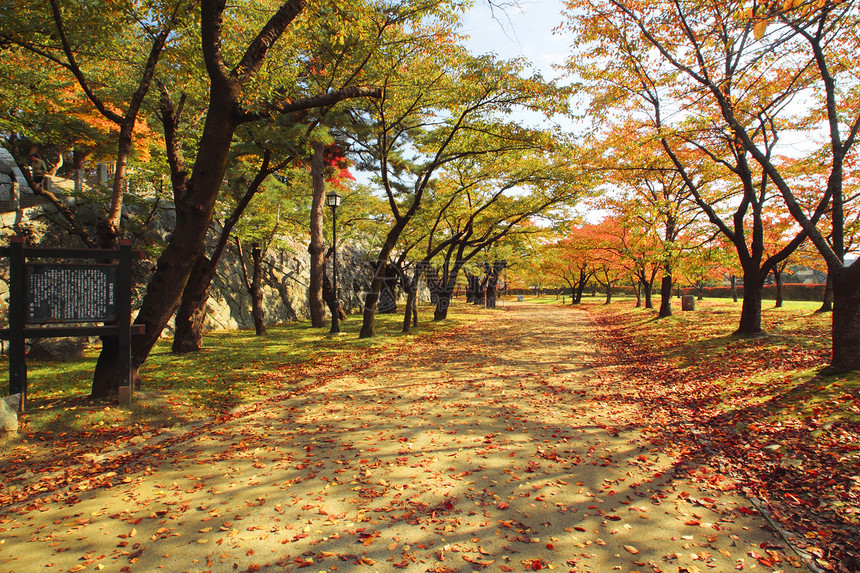 彩色叶子黄色植物森林观光季节性树叶木头历史旅游图片