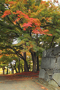 彩色叶子季节性木头观光历史植物旅游树叶森林黄色高清图片