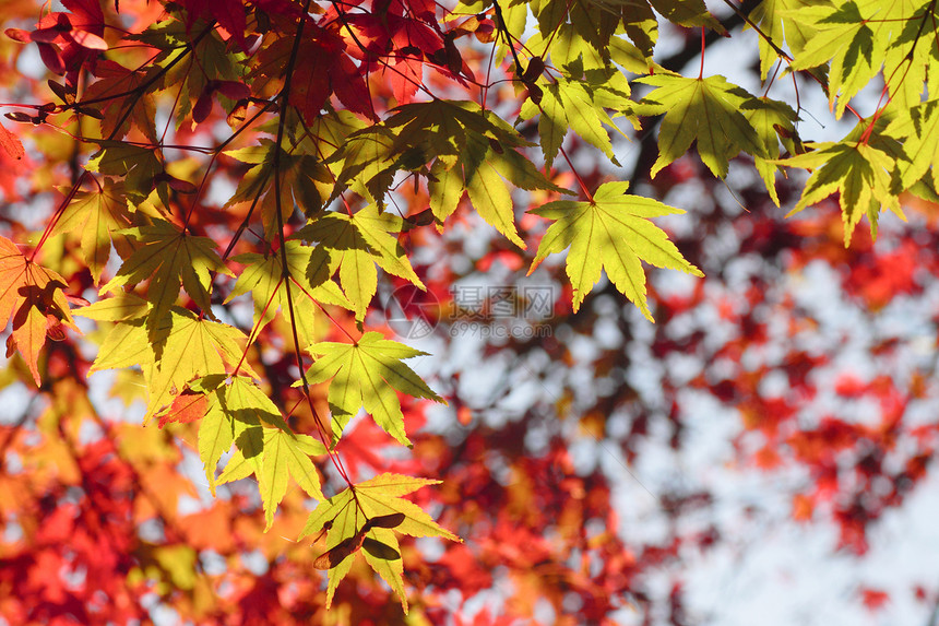 彩色叶子季节性木头旅游观光树叶黄色历史植物森林图片