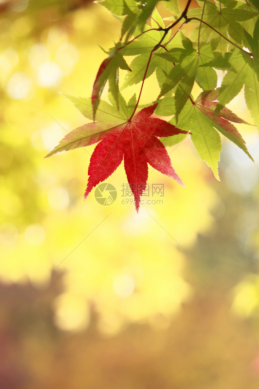 秋色叶子 甘蓝黄色森林木头红叶植物红色图片