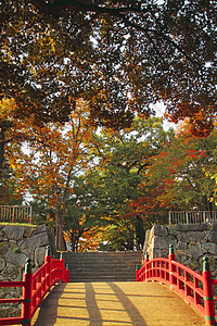 岩手彩色叶子观光森林木头植物树叶旅游历史黄色季节性背景