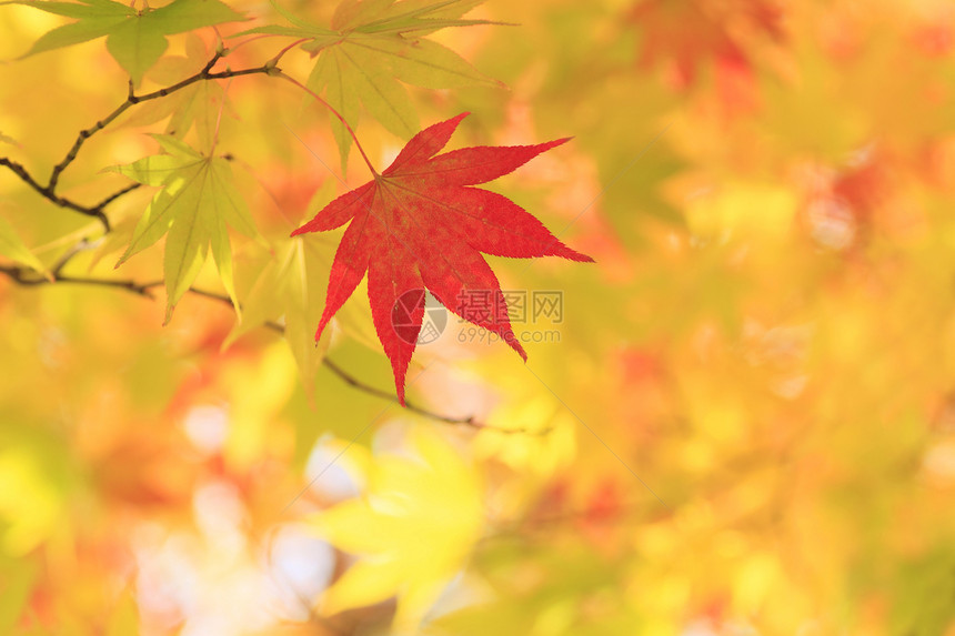 秋色叶子 甘蓝植物黄色木头红色森林红叶图片