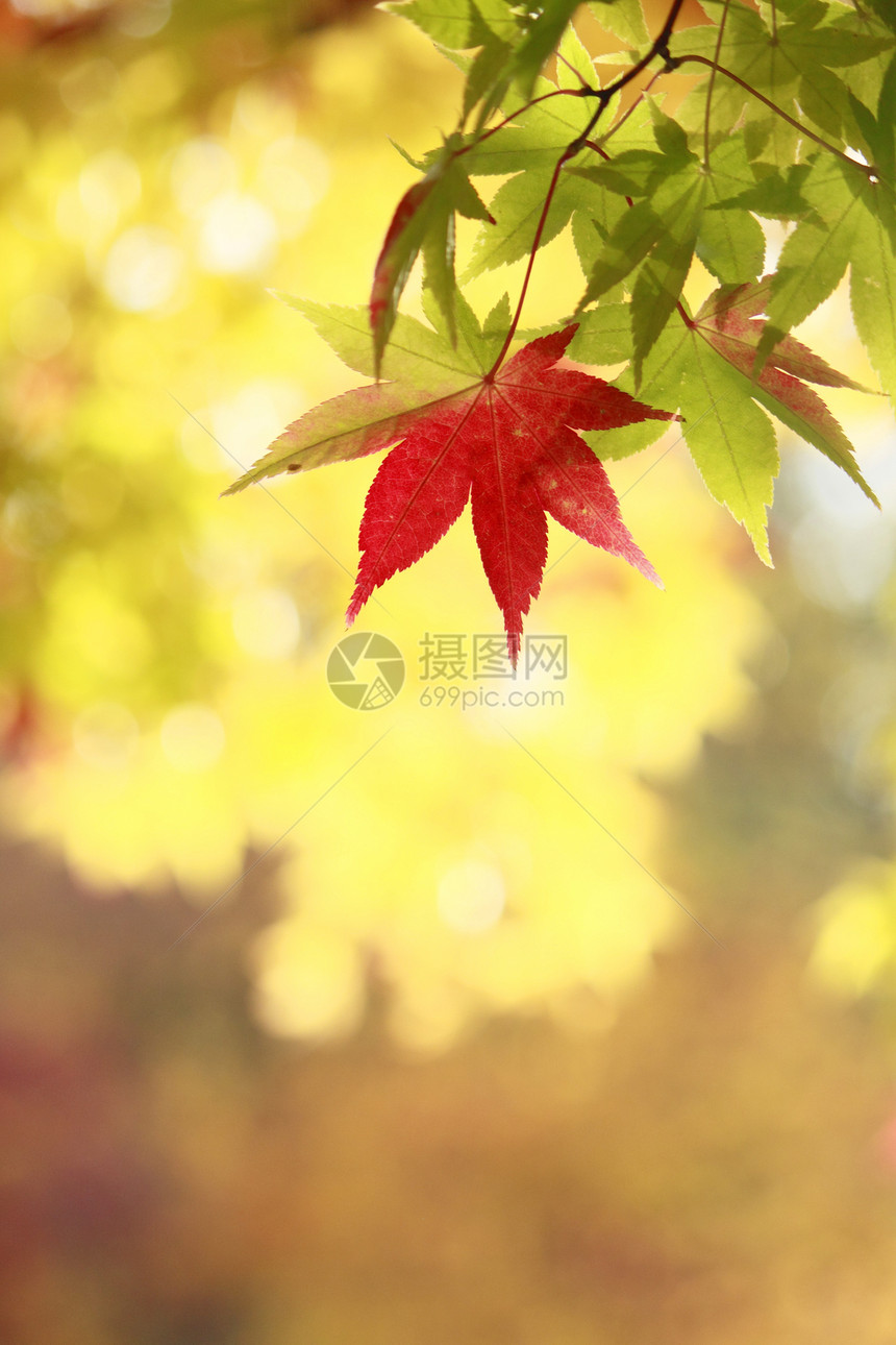 秋色叶子 甘蓝植物木头森林红叶黄色红色图片