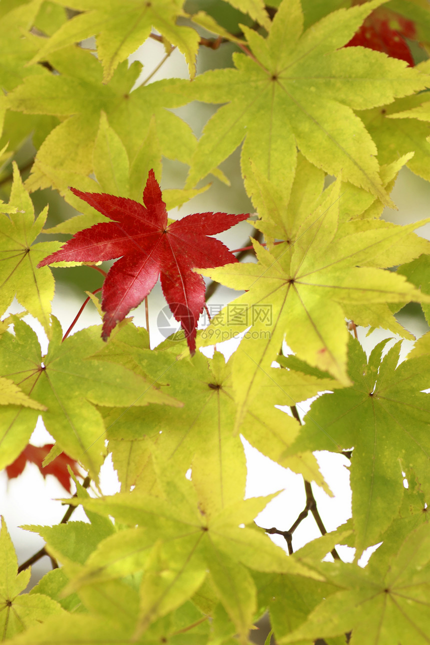 秋色叶子 甘蓝红色森林红叶黄色木头植物图片
