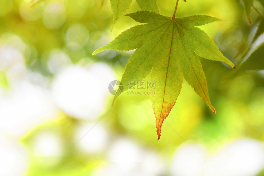 秋色叶子 甘蓝森林植物黄色红叶红色木头图片