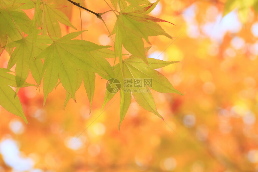 秋色叶子 甘蓝森林木头植物红色黄色红叶图片