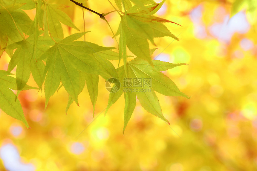 秋色叶子 甘蓝植物木头红叶黄色红色森林图片