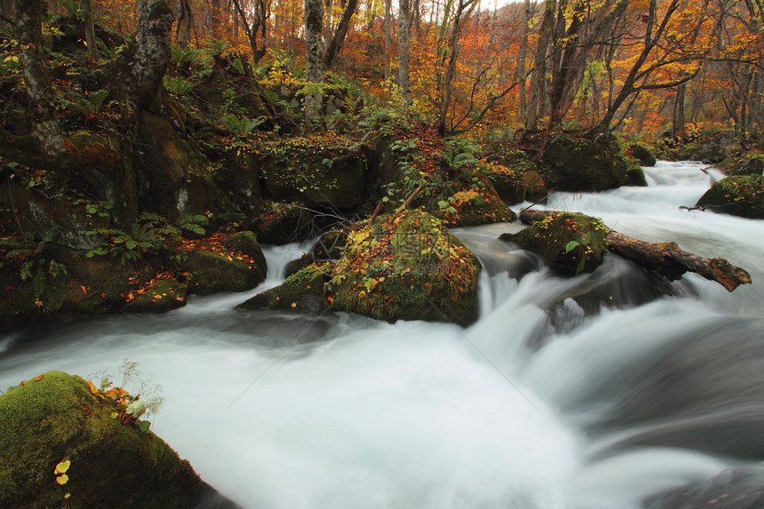 Oirase河秋光颜色瀑布溪流岩石石头苔藓橙子公园企流季节叶子图片