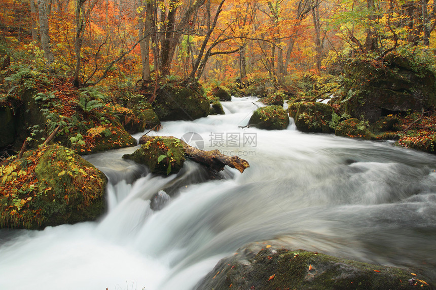 Oirase河秋光颜色瀑布企流橙子叶子公园溪流季节苔藓岩石石头图片