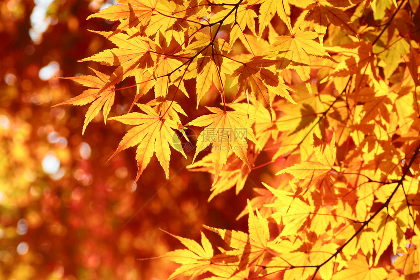 彩色叶子季节植物红色橙子树叶图片